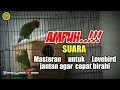 Download Lagu #istanakicau #lovebird                         Ampuh..!!!masteran agar  lovebird jantan cepat birahi