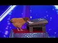 Jokgu The Chicken Plays The Piano! SHOCKING!