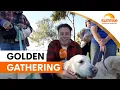 Golden retrievers gather on the Gold Coast Sunrise