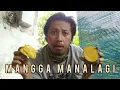 Lagu Kupas Tuntas Kelebihan Mangga Manalagi