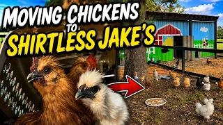 The Roosters of JL Hatchery