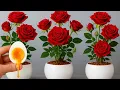 Download Lagu Rozen vermeerderen met eieren – 3 supersimpele stappen
