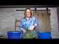 Potting Up Supermarket Parsley