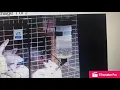 Reacting To Rabbit Craigslist Ads