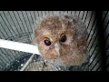Download Lagu BURUNG CEGUK BUAT UNTUL PIKAT (burung hantu)