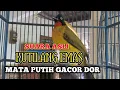 Download Lagu Ternyata seperti ini❗Suara asli Kutilang Emas Mata Putih Gacor memanggil lawan di pagi hari