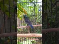 Download Lagu Konin gacor🔥#kolibri #birds #koningacor #kolibrininjagacor #hummingbird #kicaumania #shorts #like