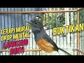 Download Lagu BUKTIKAN TERAPI MURAI BATU DROP MENTAL AMPUH LANGSUNG BUNYI   #muraibetina #murai #muraibatugacor