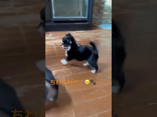 動画