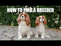 HOW TO FIND A CAVALIER KING CHARLES BREEDER