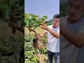 Download Lagu Planting A Kiwi Tree For Generations #satisfying #short