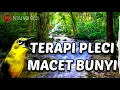 Download Lagu JAMIN PLECI LANGSUNG NYAUT | TERAPI SUARA PLECI BETINA