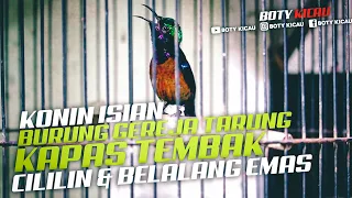 konin isian cililin kapas tembak burung gereja tarung belalang emas