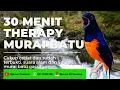 30 Menit teraphy murai batu cepat ngeplong dan sudah terbukti