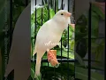 pasti nyaut!! masteran kenari juara #kenari #kenarigacor #kenaripaud #canary #canario #canarias