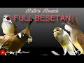Download Lagu MASTERAN MURAI BATU | Kombinasi Suara Cililin, Kenari, Cucak Jenggot, Kapas Tembak