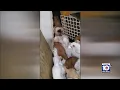 Disturbing s show Dania Beach hoarding situation