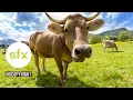 Download Lagu Free download suara alam pedesaan,lonceng sapi,ayam,dan burung no copyright