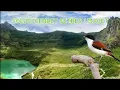 Download Lagu Terapi cendet stres, macet langsung emosi dengan suara air mengalir