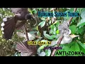 Download Lagu Trik Ampuh Pikat Burung Prenjak Merah dan Sikatan Kipas