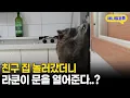 Lagu 초인종만 울리면 주인 대신 문 열어주는 천재 라쿤 I KBS 굿모닝 대한민국 210210 방송