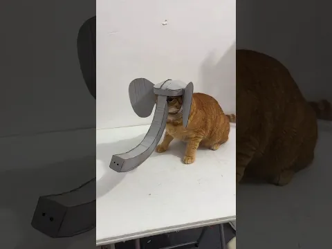 The Cat Elephant!