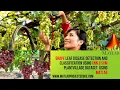Grape leaf disease detection and classification using CNN SVM PlantVillage DataSet Grapes Leaf