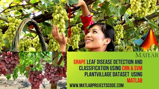 Grape leaf disease detection and classification using CNN SVM PlantVillage DataSet Grapes Leaf