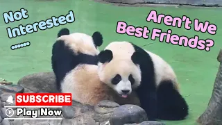 Only A Panda Can Resist Another Panda | iPanda