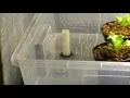 Hydroponic System Built Ebb Flow