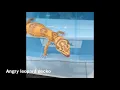 Angry leopard gecko screaming voice