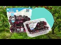 AndNowUKnow - Stemilt Kyle s Pick Cherries July 2018
