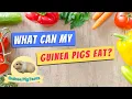 What FOOD Guinea Pigs can have in their Diet - 20 SAFE Vegetables