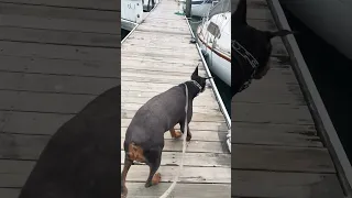 #Fyp #dream #pets #doberman #boat