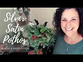 Pruning Propagating Silver Satin Pothos