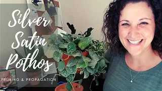 Pruning Propagating Silver Satin Pothos