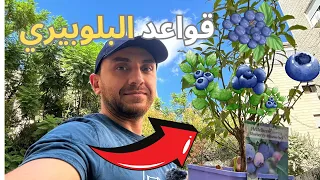 لا تزرع التوت الأزرق بدون ما تلتزم بالقواعد  بلوبيري  دندنها