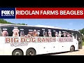Ridglan Farms beagles Big Dog Ranch Rescue secures release of remaining dogs FOX6 News Milwaukee