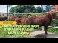 Lagu 🔥HARGA TERKINI SAPI BAKALAN PASAR MUNTILAN🔥‼️‼️