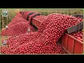 Download Lagu Modern Agriculture Machines on Another Level – Farmers Reap Millions Tons in Massive Harvests