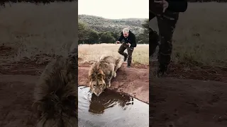 الرجل الذي اخاف الاسد دندنها