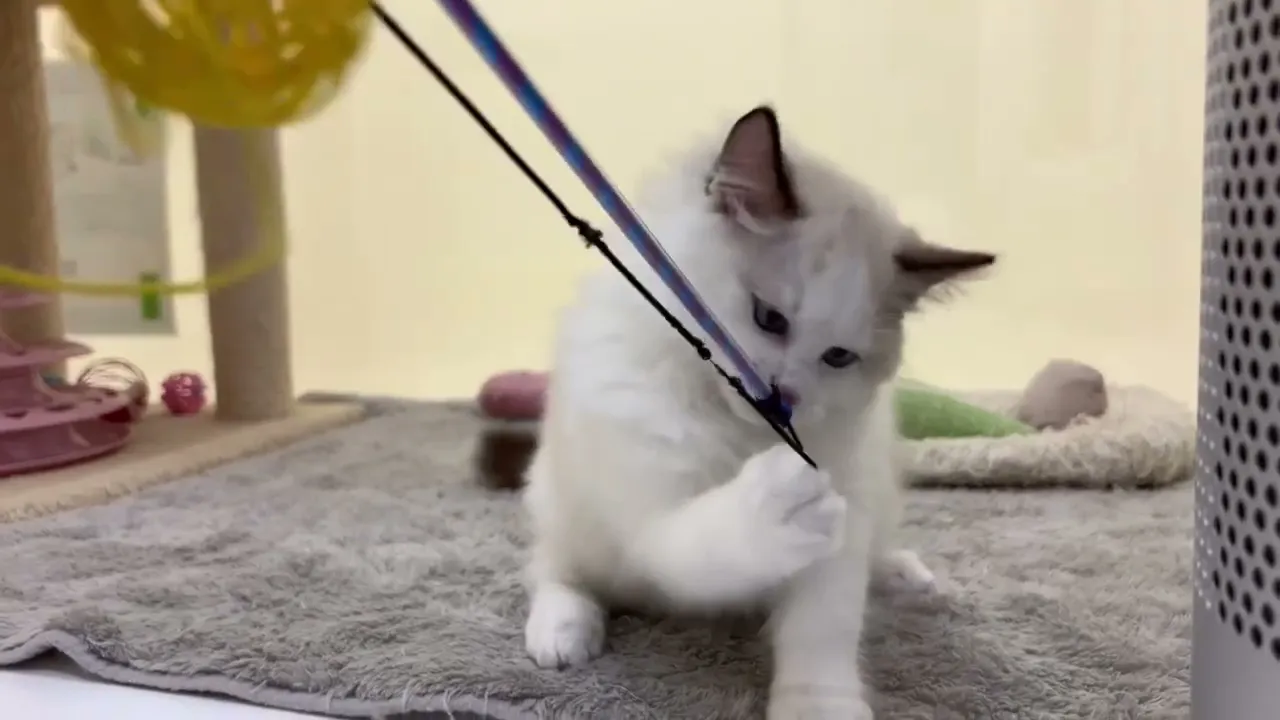動画