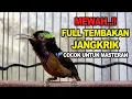 Download Lagu KONIN GACOR FULL ISIAN JANGKRIK || PASTI BIKIN KOLIBRI NINJA LAIN IKUT BONGKAR ISIAN