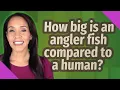 How big is an angler fish compared to a human