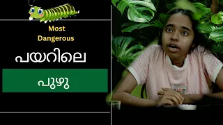 പയറിലെ പുഴു 😡