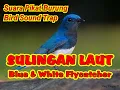Lagu SUARA PIKAT TLEDEKAN LAUT | SUARA PIKAT SULINGAN LAUT