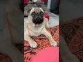 Download Lagu Apple of my eye!! #shortsvideo #dog #dogshorts #pug #puglife #dogs #cute #puppy #pets #love #bruno