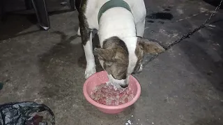 Así se alimenta un cachorro 