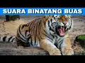 Download Lagu Efek Suara Binatang Buas | Beast Sound Effects