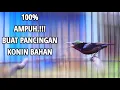 Download Lagu PANCINGAN TERCEPAT AMPUH BIKIN KONIN BAHAN IJOAN \u0026 OMBYOKAN IKUT BUNYI | KOLIBRI NINJA